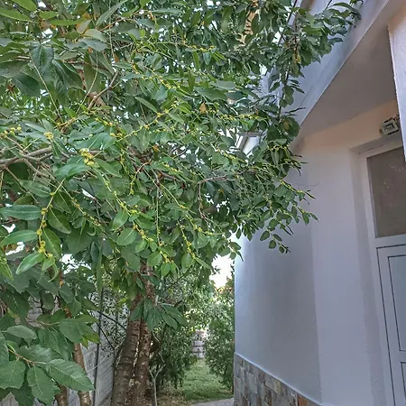 боровата къща * וארנה