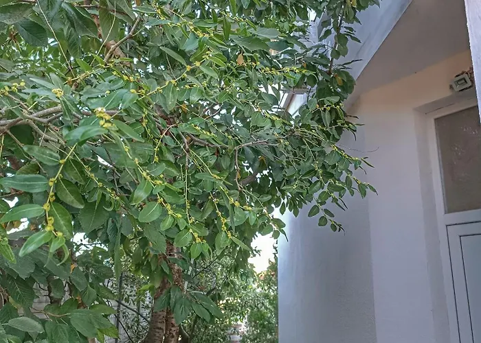 боровата къща * וארנה